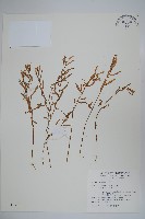 藏品(半邊蓮、鐮磨仔草)的圖片