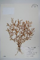 藏品(半邊蓮、鐮磨仔草)的圖片