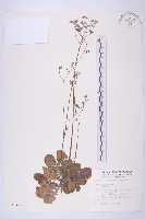 藏品(黃鵪菜)的圖片