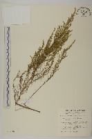 藏品(茵蔯蒿)的圖片