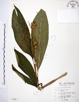 藏品(山月桃)的圖片