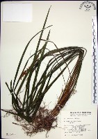 藏品(麥門冬)的圖片