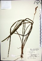 藏品(麥門冬)的圖片