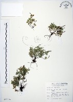 藏品(小椒草)的圖片