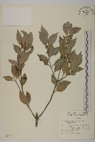 藏品(福建賽衛矛、福建假衛矛)的圖片