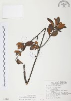 藏品(杜鵑桑寄生)的圖片