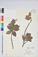 藏品(珍珠花、長尾葉越橘)的圖片