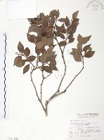 藏品(小葉赤楠)的圖片