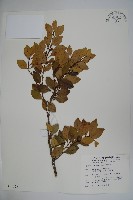 藏品(圓葉冬青)的圖片