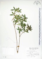 藏品(石吊蘭、吊石苣苔)的圖片