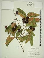 藏品(無患子)的圖片