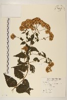 藏品(田代氏澤蘭)的圖片