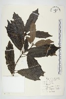 藏品(桃葉珊瑚)的圖片