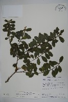 藏品(假黃楊)的圖片