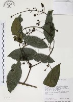 藏品(山香圓)的圖片