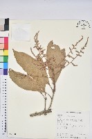 藏品(大葉石櫟、大葉校栗)的圖片