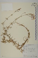 藏品(蠅子草)的圖片