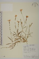 藏品(玉山石竹)的圖片