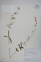 藏品(輪葉沙參)的圖片