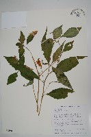 藏品(紫花鳳仙花)的圖片