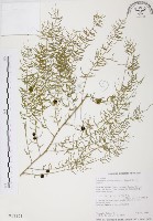 藏品(天門冬)的圖片