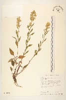 藏品(一枝黃花)的圖片