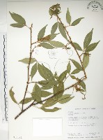 藏品(飛龍掌血)的圖片