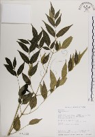 藏品(楝、苦楝)的圖片