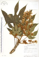 藏品(臺灣八角金盤)的圖片