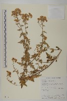 藏品(阿里山油菊)的圖片