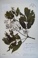 藏品(冇骨消)的圖片