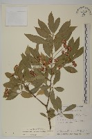 藏品(厚葉衛矛, 源一木)的圖片