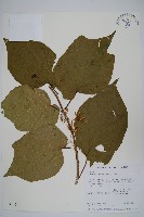 藏品(華八角楓)的圖片