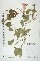 藏品(銳葉牽牛)的圖片