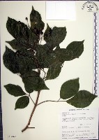 藏品(山埔姜)的圖片