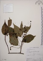 藏品(阿里山五味子)的圖片