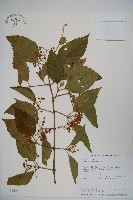 藏品(呂宋莢迷)的圖片