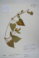 藏品(薄葉牛皮消)的圖片