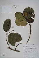 藏品(破布烏)的圖片