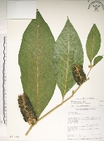 藏品(日本商陸、圓果商陸)的圖片