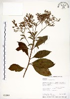 藏品(水金京)的圖片