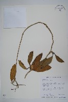 藏品(毬蘭)的圖片