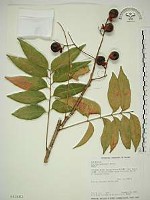 藏品(無患子)的圖片