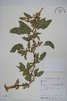 藏品(刺莧)的圖片