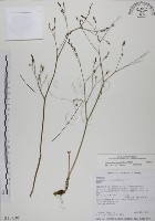 藏品(鴨兒芹)的圖片