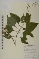 藏品(下田菊)的圖片