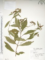 藏品(臺灣繡線菊)的圖片