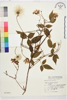 藏品(小木通)的圖片