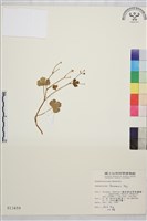 藏品(鹿場毛茛)的圖片