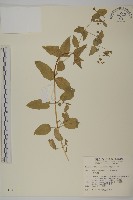 藏品(鵝兒腸)的圖片